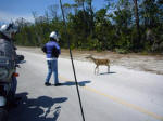 Endangered Key deer